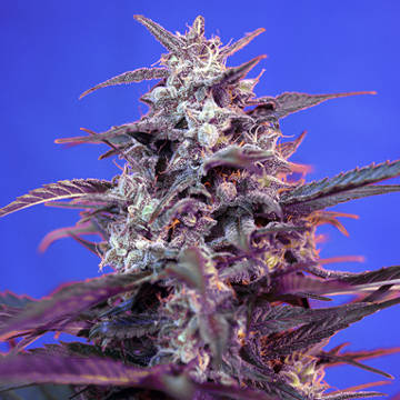 (Bild für) Bloody Skunk Auto fem - zum Schließen ins Bild klicken