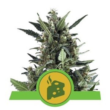 (Bild für) Blue Cheese feminized - zum Schließen ins Bild klicken