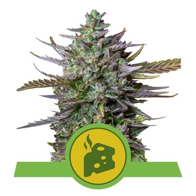 (Bild für) Blue Cheese Auto feminized - zum Schließen ins Bild klicken