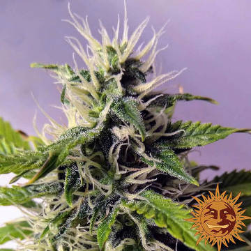 (Bild für) Auto Blueberry Cheese [Auto] - zum Schließen ins Bild klicken