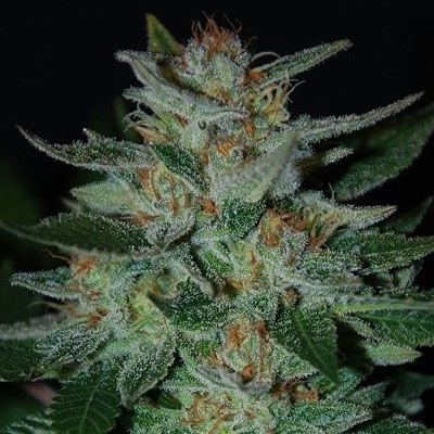 (Bild für) Blue Cheese feminized - zum Schließen ins Bild klicken