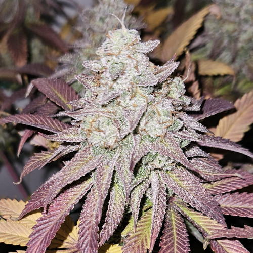 (Bild für) Blue Dream fem - zum Schließen ins Bild klicken
