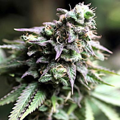 (Bild für) Blue Dream 5 fem - zum Schließen ins Bild klicken