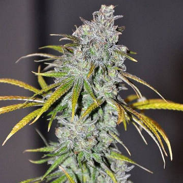 (Bild für) Blue Dream Haze female - zum Schließen ins Bild klicken