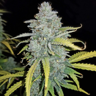 (Bild für) Blue Dream Matic Auto fem - zum Schließen ins Bild klicken