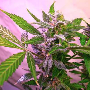 (Bild für) Blue Mystic - zum Schließen ins Bild klicken