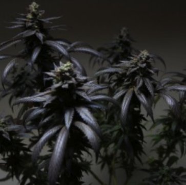 (Bild für) Blue Sherbert S1 6 fem - zum Schließen ins Bild klicken