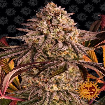 (Bild für) Blue Sunset Sherbert - zum Schließen ins Bild klicken
