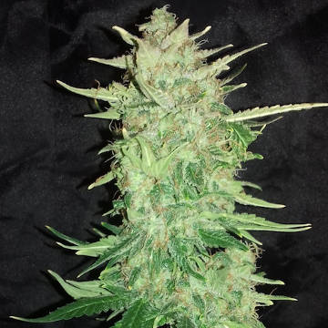 (Bild für) Blue Widow Auto - zum Schließen ins Bild klicken