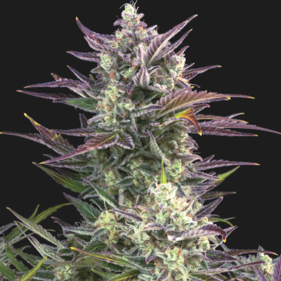 (Bild für) Blueberry Autoflower fem - zum Schließen ins Bild klicken