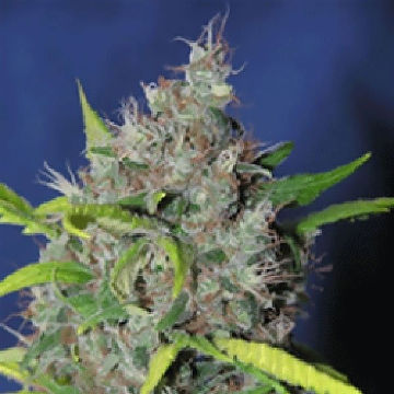 (Bild für) Blueberry Bud - zum Schließen ins Bild klicken