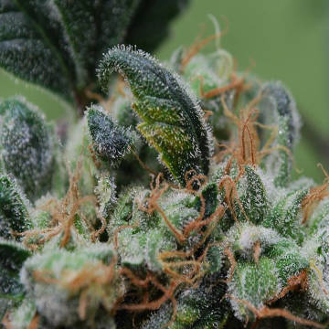 (Bild für) Blueberry Cheesecake female - zum Schließen ins Bild klicken
