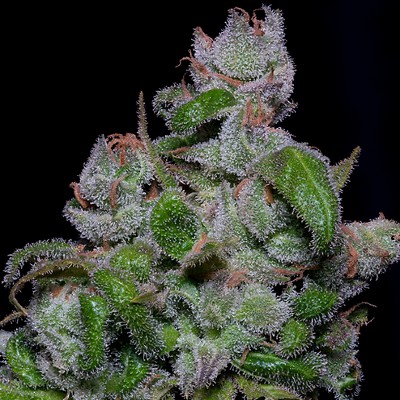 (Bild für) Blueberry Crystal Gelato fem - zum Schließen ins Bild klicken
