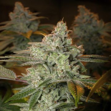 (Bild für) Blueberry Glue feminized - zum Schließen ins Bild klicken