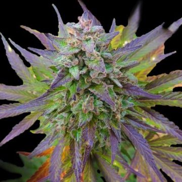 (Bild für) Blueberry Gum 5 fem - zum Schließen ins Bild klicken
