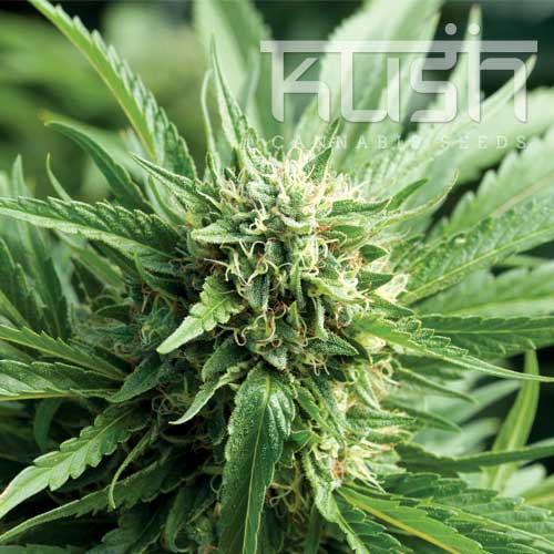 Blueberry Kush Blueberry Kush