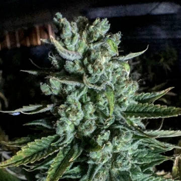 (Bild für) Boom Boom - zum Schließen ins Bild klicken