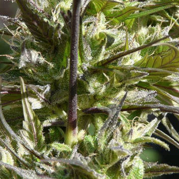 (Bild für) Brainstorm Haze - zum Schließen ins Bild klicken