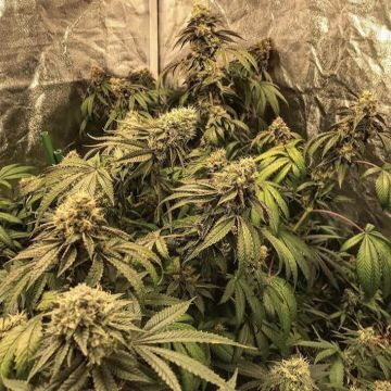 (Bild für) BRRR Berry OG x Purple Punch - zum Schließen ins Bild klicken