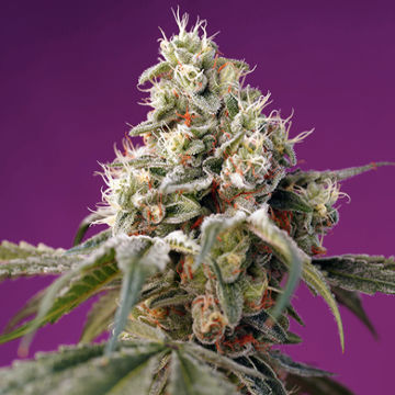 (Bild für) Bruce Banner Auto fem - zum Schließen ins Bild klicken
