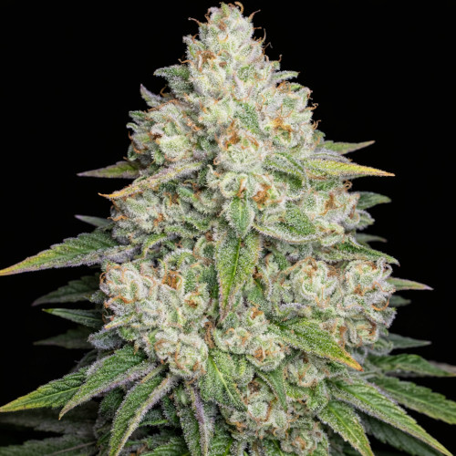 Bruce Banner #3 Strain  A fruity US hybrid with high potency