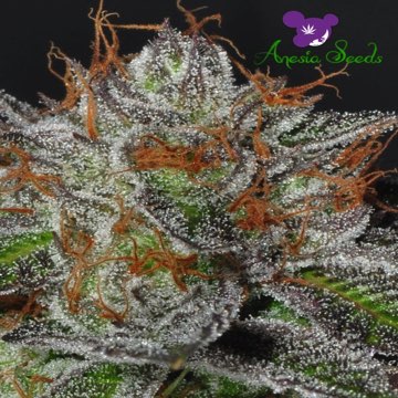 (Bild für) Bruce Banner #3 - zum Schließen ins Bild klicken