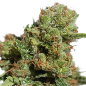 (Bild für) Bruce Lemon Diesel Auto - zum Schließen ins Bild klicken