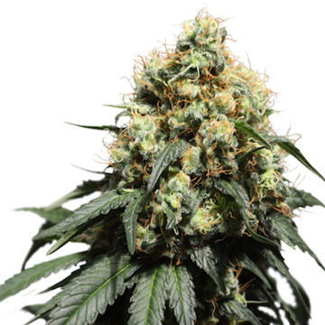 (Bild für) Bruce Lemon Diesel - zum Schließen ins Bild klicken