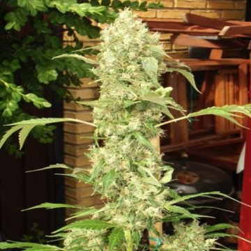 (Bild für) Bub-Kush - zum Schließen ins Bild klicken
