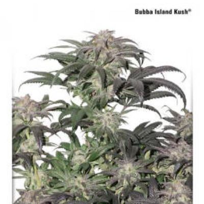 (Bild für) Bubba Island Kush - zum Schließen ins Bild klicken