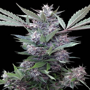 (Bild für) Bubba Kush x PCK - zum Schließen ins Bild klicken