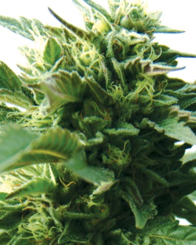 (Bild für) Bubba Kush - zum Schließen ins Bild klicken