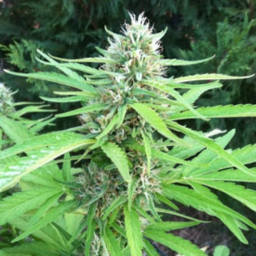 (Bild für) Bubble Hash Superauto 3 fem - zum Schließen ins Bild klicken