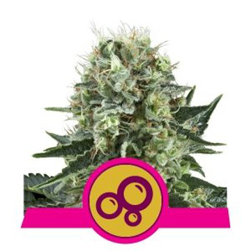(Bild für) Bubble Kush feminized - zum Schließen ins Bild klicken
