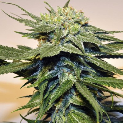 (Bild für) Bubblegum Kush 5 fem - zum Schließen ins Bild klicken