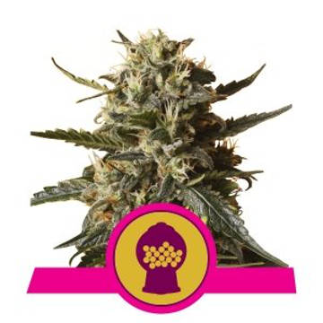 (Bild für) Bubblegum XL feminized - zum Schließen ins Bild klicken