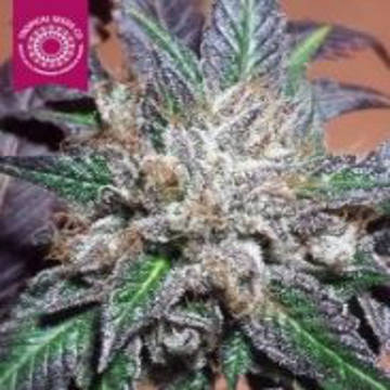 (Bild für) Bubbler Kush - zum Schließen ins Bild klicken