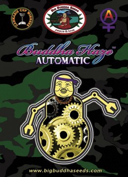 Buddha Haze Automatic fem
