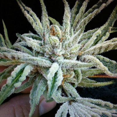 (Bild für) Buddha Tahoe OG - zum Schließen ins Bild klicken