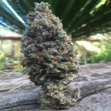 (Bild für) CBD Amnesia #5 fem - zum Schließen ins Bild klicken