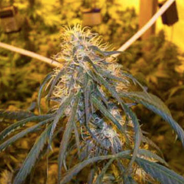 (Bild für) C13 Haze - zum Schließen ins Bild klicken