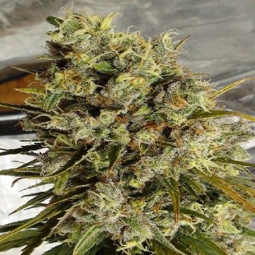 (Bild für) C5 Haze x Kali China - zum Schließen ins Bild klicken