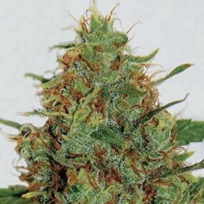 (Bild für) Cinderella 99 5 fem - zum Schließen ins Bild klicken