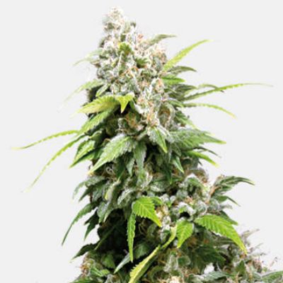 (Bild für) California Indica - zum Schließen ins Bild klicken
