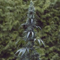 Colombian Gold: una de esas sativas legendarias que nadie debería perderse