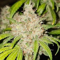 95 Banger - l'une des meilleures variétés de Karma Genetics