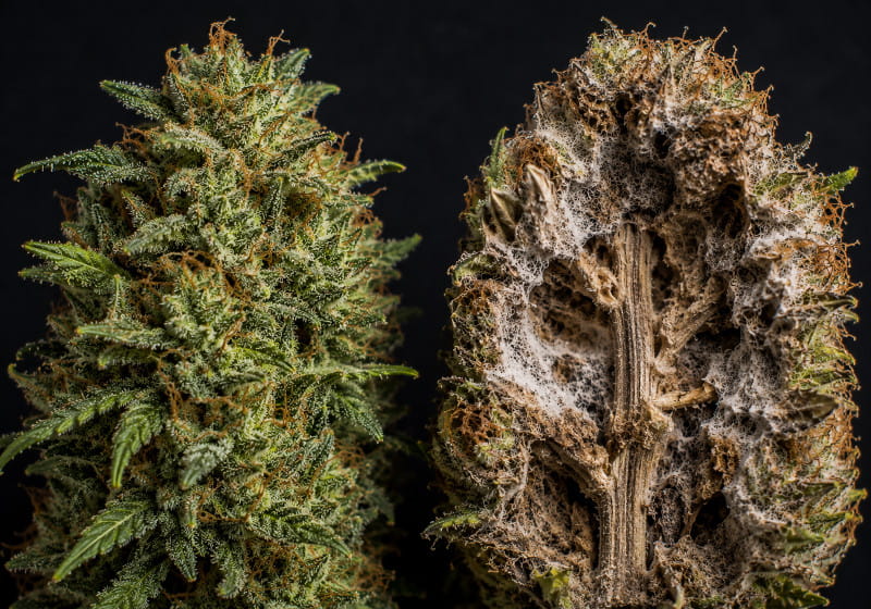Bud Rot sur une fleur de cannabis – comparaison entre une structure florale saine et atteinte