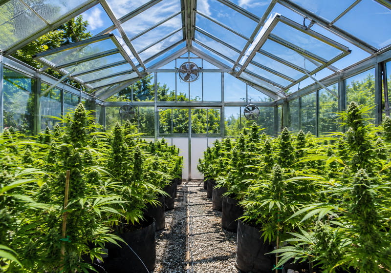 Cannabis im Gewächshaus anbauen mit natürlichem Sonnenlicht und kontrollierter Belüftung