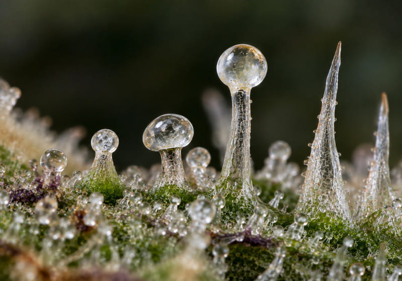 Structure et différents types de trichomes du cannabis