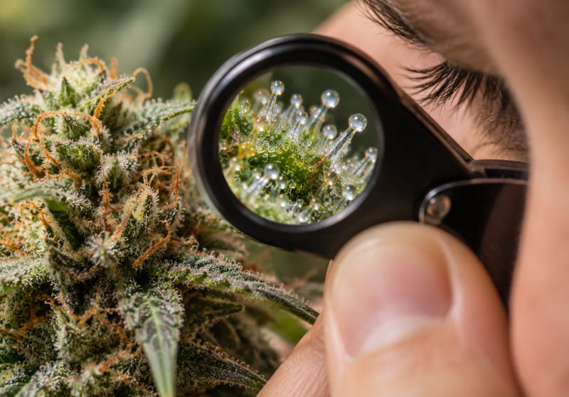 Observer les trichomes du cannabis à la loupe ou au microscope